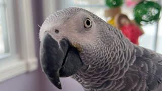 Symon the African Grey Talking Parrot making sounds and talking#africangrey #parrot #cag #birds