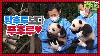 (SUB) Twin Pandas Have Names, Rui Bao &Hui Bao│Panda World