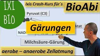 Anaerobe und aerobe Zellatmung im Vergleich / Alkoholische Gärung und Milchsäuregärung im Detail