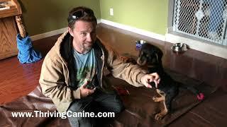 Teaching Tug with Rottweiler Puppy - Stop Puppy Biting, Teach Drop It