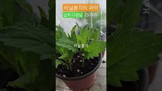 비닐봉지의 위력  #삽수 #삽목하기 #비닐봉지