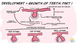 Development and growth of teeth Part I: Initiation, Bud & Cap stage