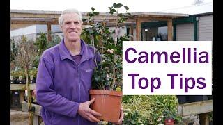 How to plant Camellias - Plant tips at Palmers Garden centre