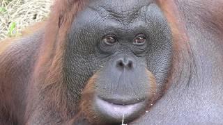 Orangutan Ragunan