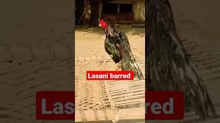 aseel murga tiktok |lasani breed