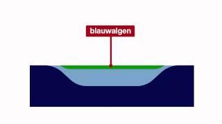 In60seconds: Wat is blauwalg en hoe ontstaat het?