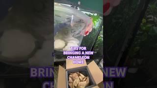 Tips for bringing home a new chameleon