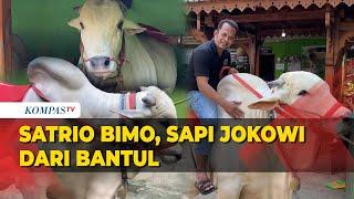 Satrio Bimo, Sapi Pilihan Presiden Jokowi dari Bantul untuk Iduladha