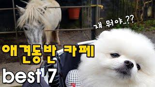 정말 좋았던 애견카페 7곳 소개 (솔직후기) / 애견카페 모음강추