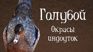 ГОЛУБОЙ. Окрасы индоуток: часть 8 - синий окрас. Окрасы мускусных уток