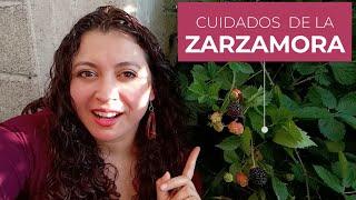 Zarzamoras: cuidados principales, beneficios, características y usos de la planta de moras negras