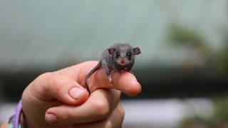 TINIEST POSSUM EVER!