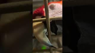 How fast a macaw can bite #youtubeshorts #youtube #birds #viralvideo