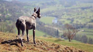 All You Need to Know About the Whippet and Miniature Greyhound Dog Breeds