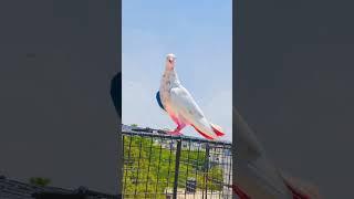 fly with birds #birds #birdsounds #skylord Aman yadav vlogs