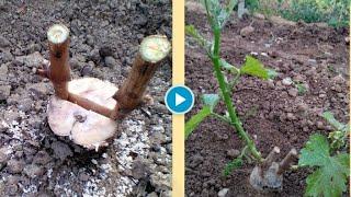 Grafting an old vine on a split (grafting grape)