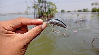 Umpan Killer !!! Mancing Di Tambak Jebol ikannya besar !