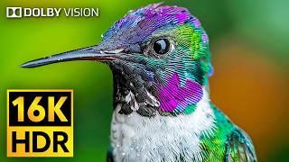 The Beauty of Wild Animals in 16K VIDEO ULTRA HD - DOLBY VISION [HDR VIDEO]