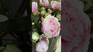 FAUX PEONY BUSH LIGHT PINK