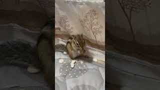 もぐもぐタイムのシマリスさん️TONO #animal #chipmunk