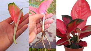 How to grow Aglaonema plant , How to propagate Aglaonema from cuttings