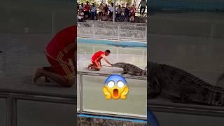  Crocodile is so happy for this lol  full video on my channel #crocodile #wildlife #crazy #short