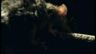 Antechinus Mating