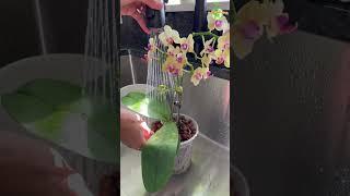 Growing Orchids in LECA (Clay Pebbles) #orchids #thegreenearth #orchid