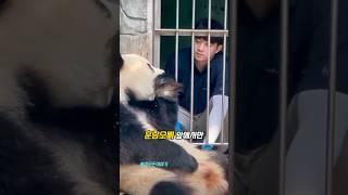 푸바오 이모는 여우였다 ⬅️