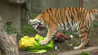 Thanksgiving Enrichment at Brookfield Zoo Chicago