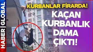 Kaçan Kurbanlık Dama Çıktı! O Anlar Kamerada