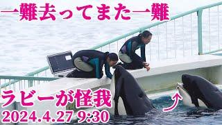 ラビーに異変・・・下顎に怪我(T_T) 鴨川シーワールド シャチショー KamogawaSeaWorld  orca kiT_Tllerwhale