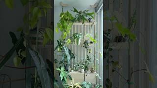 일부러 확장 안 한 구축아파트 #베란다정원 #식물 #식집사 #plants #indoorgardening