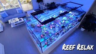 REEF RELAX - Coral Aquarium Chillout music - *PRIVATE OCESN LOUNGE*