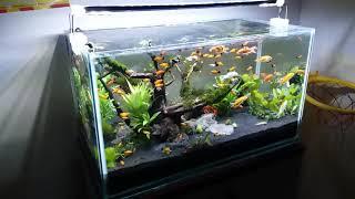 Ikan Hias Aquarium Aquascape