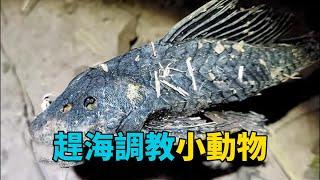 趕河調教各種小動物#昆蟲世界 #動物馴化 #科普知識 #大自然在我手中