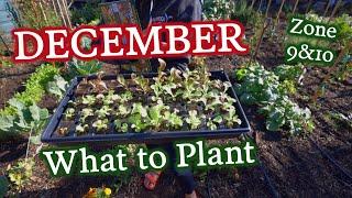 What to Plant in December for Zones & 10 & Cool Season Tips