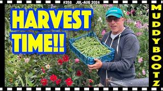 358  HARVESTING VEGETABLES  LESSONS LEARNED 