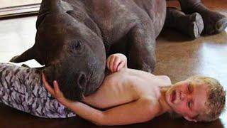 12-Year-Old Lets Rhino Inside House. Then Parents Hear Him Scream In Pain