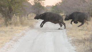 African Buffalo Hunt. Namibia Caprivi Hunting at it's best #2