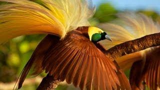 Greater Bird-of-Paradise