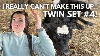 The twins just won't stop... | Calving Season 2024 Vlog | Day in the life of a 27 year old farmer