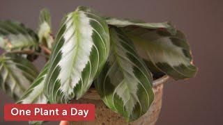 Maranta leuconeura 'Silver Band' Houseplant Care — 58 of 365