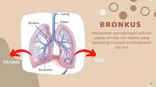 Sistem Pernapasan / Sistem Respirasi: Rongga hidung, Faring, Laring, Trakea, Bronkus, Alveolus