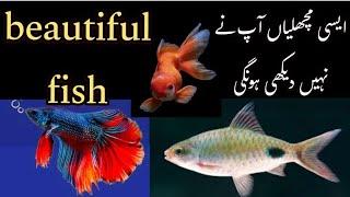 new 2023 ] Exotic Fish at Austin Aquatic Aquarium Fish Shop ] karachi animal zoo fish ] #tmtalks