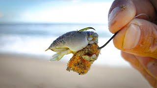 This is my FAVORITE Fishing Bait at the Beach - POMPANO!