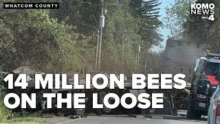 250 million bees escape from overturned truck, start stinging Whatcom County deputies