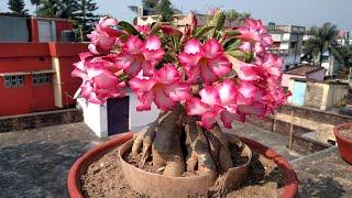 Give a Nice Shape to your Adenium Bonsai Tree Plant