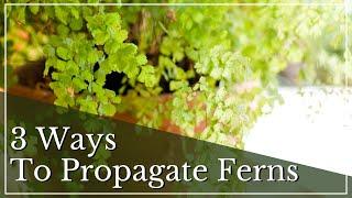 Fern Propagation | How to Propagate an Indoor Fern | Rabbit Foot Fern Propagation |Propagating Ferns