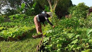 Daily life in the countryside, gardening, harvesting vegetables and cooking